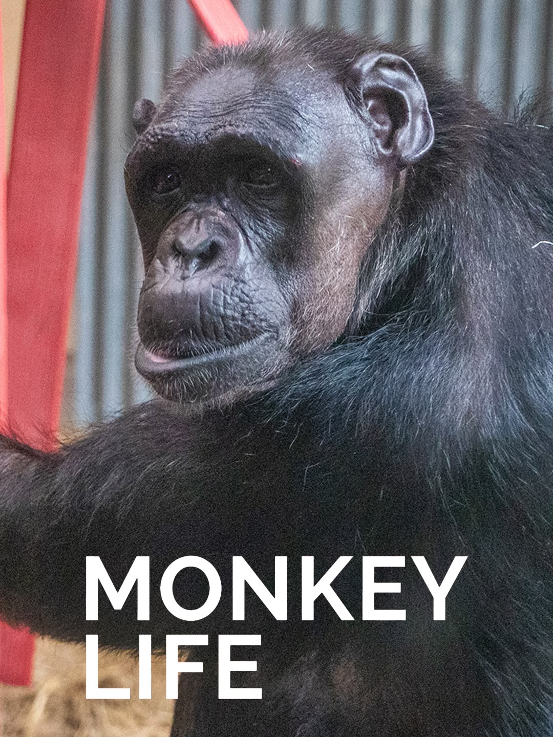 Monkey Life