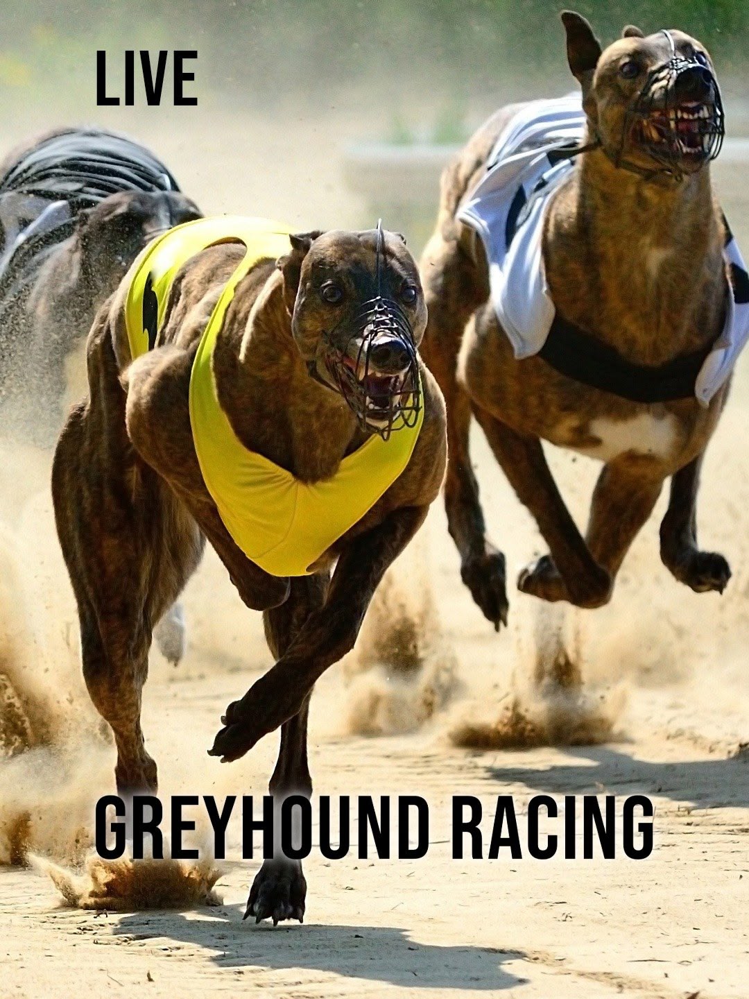 Greyhound Racing