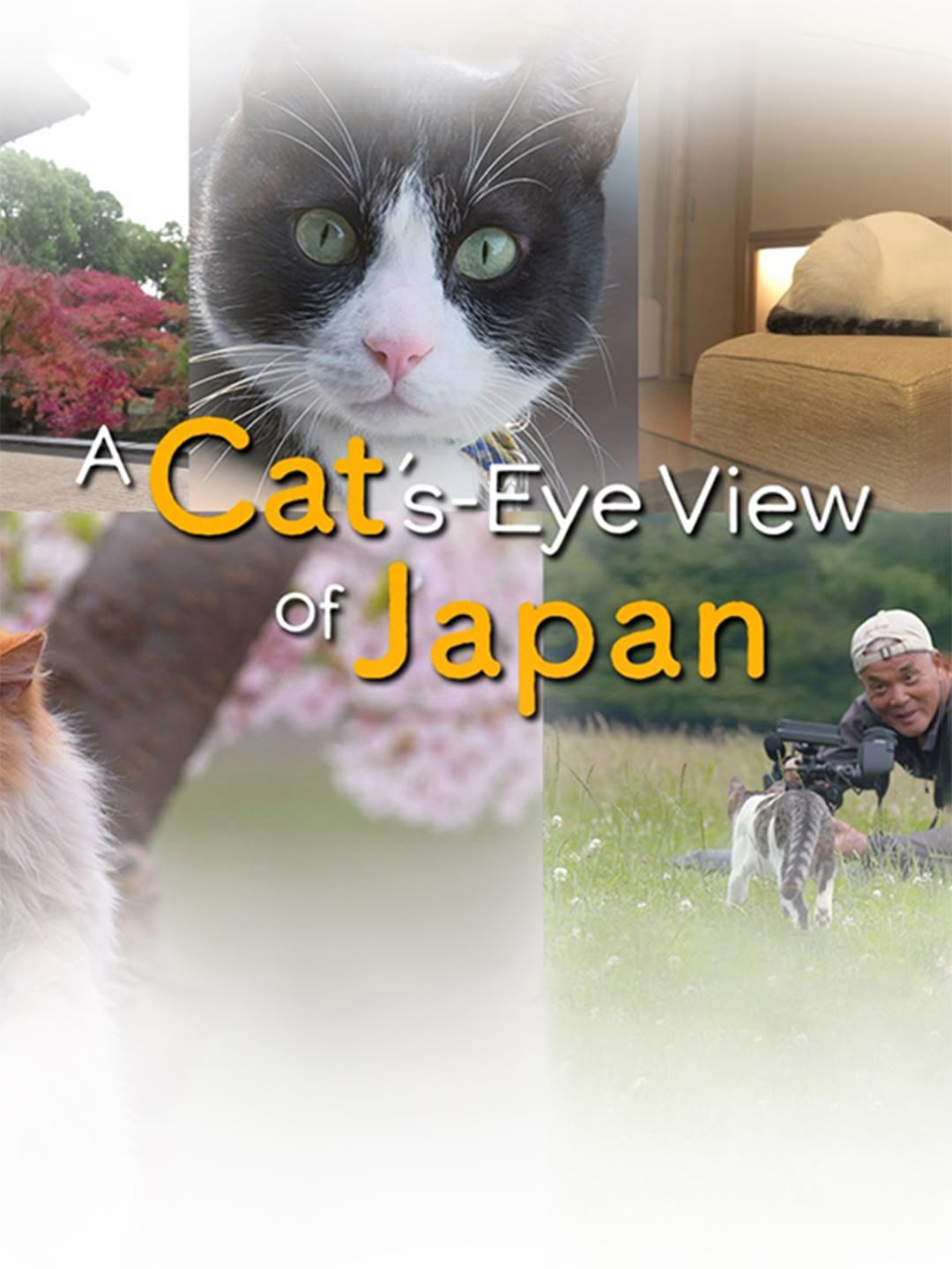 A Cat's-Eye View of Japan