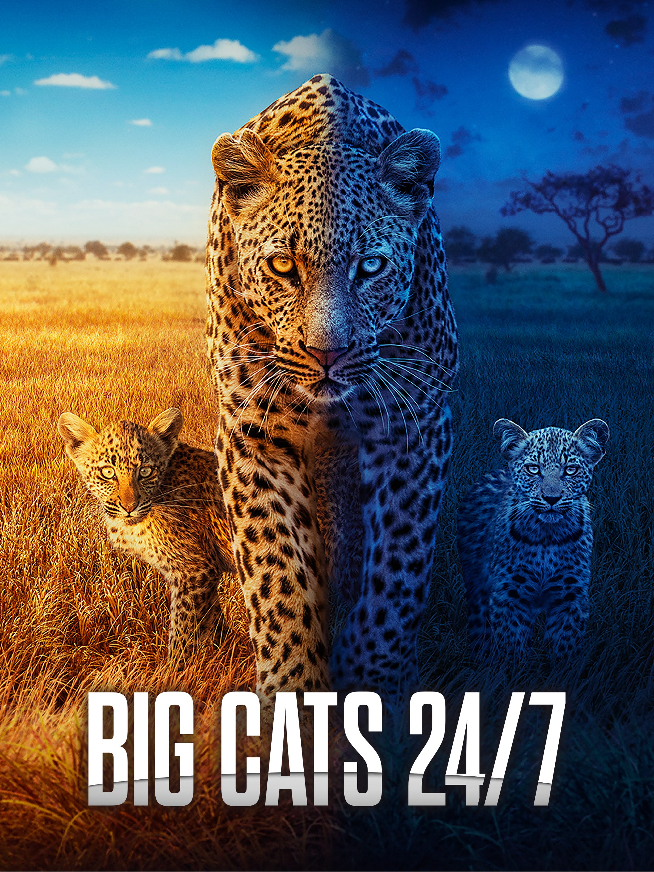 Big Cats 24/7