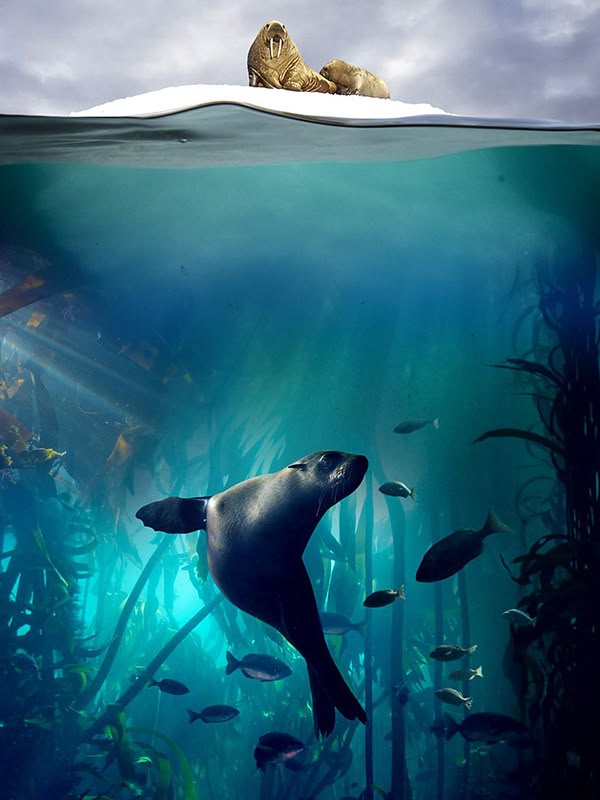 Blue Planet II