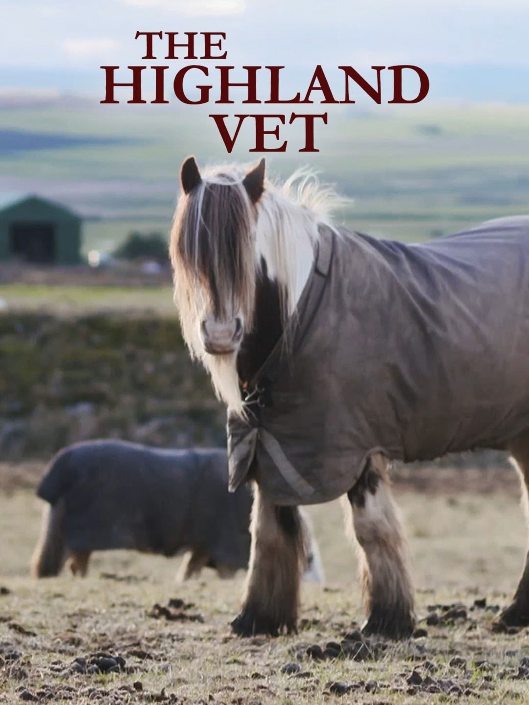 The Highland Vet
