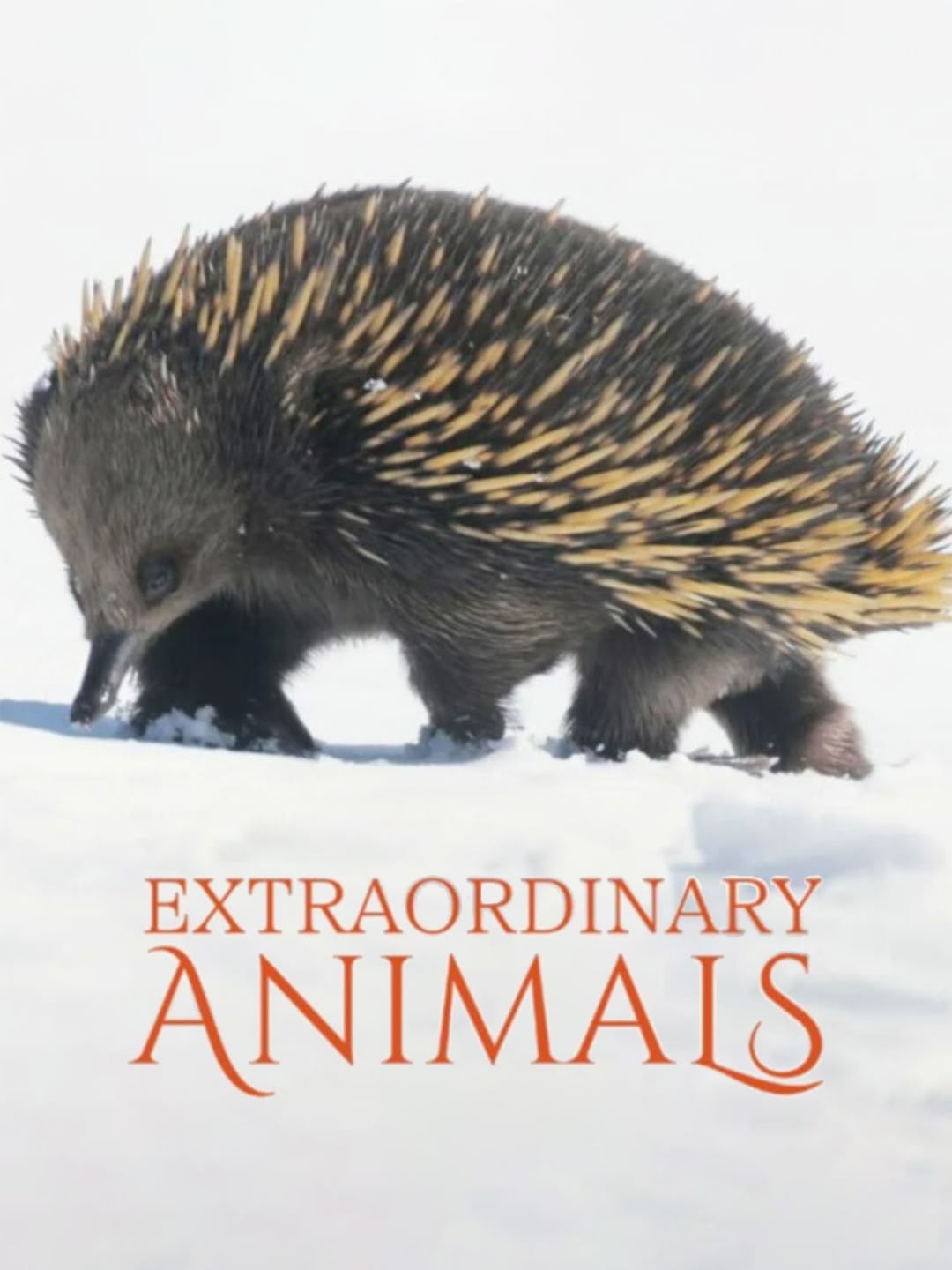 Extraordinary Animals