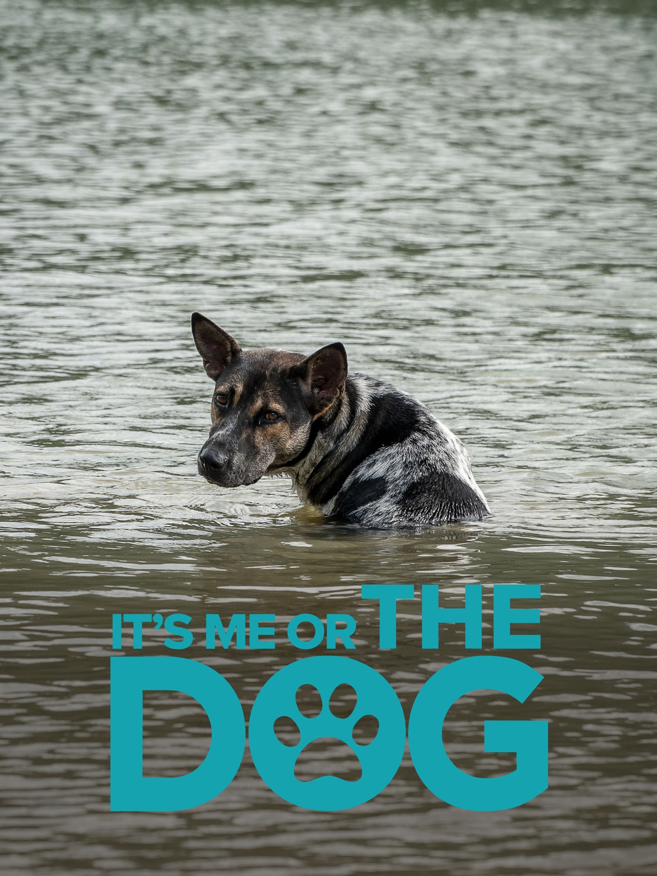 It's Me Or The Dog