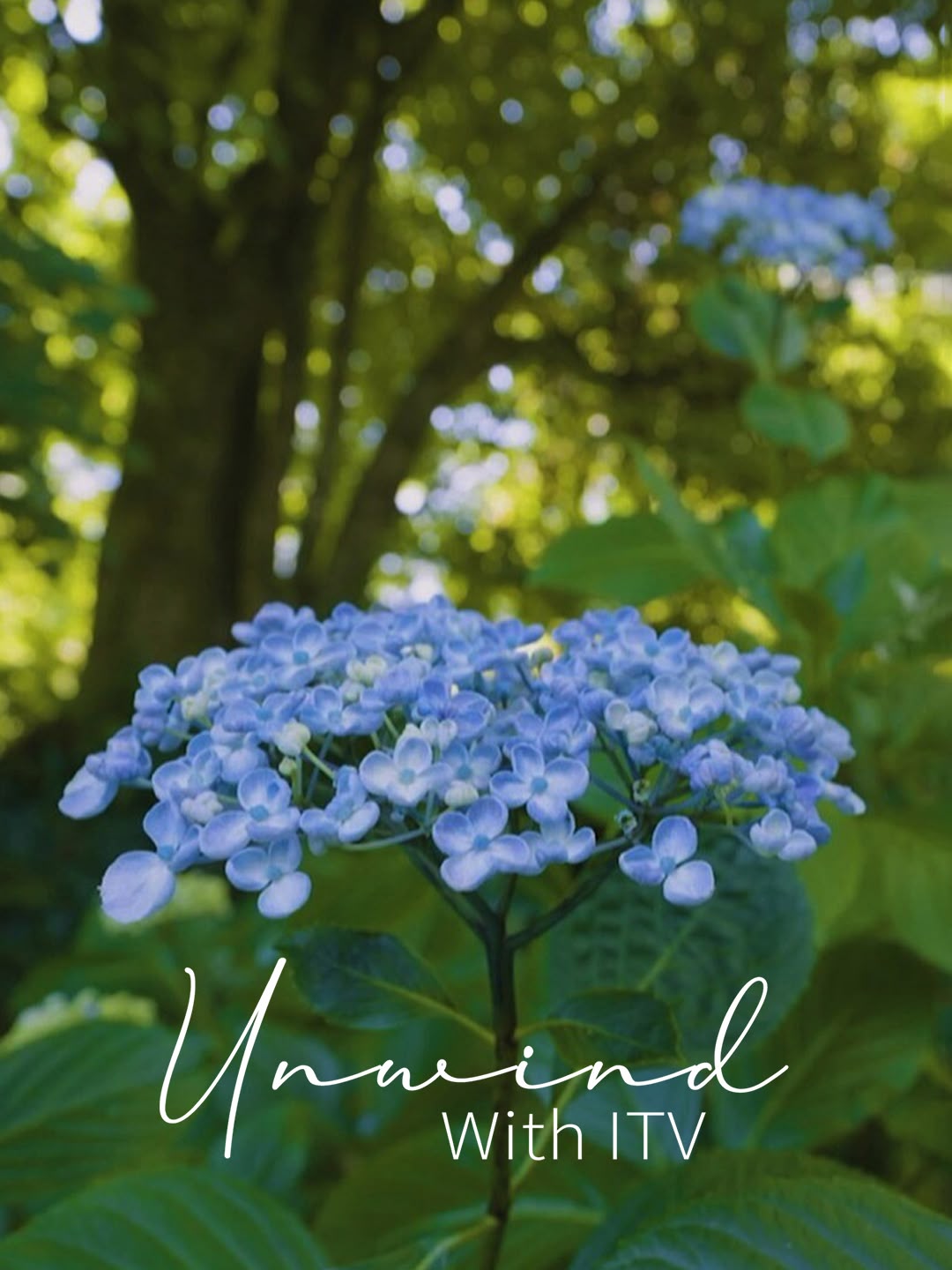 Unwind with ITV